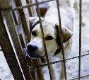 Активисты ОНФ требуют отменить аукцион по отлову бродячих собак в Поронайске