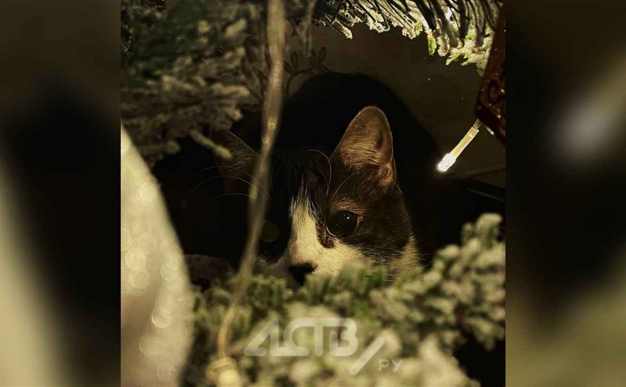 "Я иду искать": новогодний конкурс животных от АСТВ