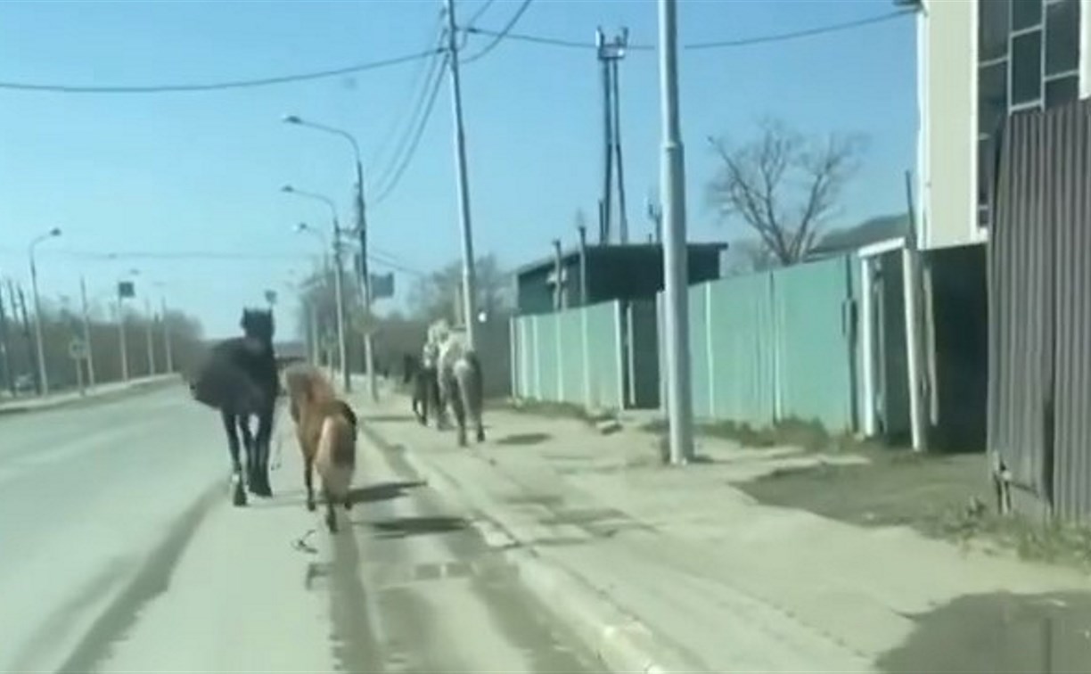 По улице Лермонтова в Южно-Сахалинске пронеслись кони