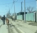 По улице Лермонтова в Южно-Сахалинске пронеслись кони