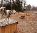 Сахалинцев встревожило обращение о судьбе бездомных собак из-за смены подрядчика