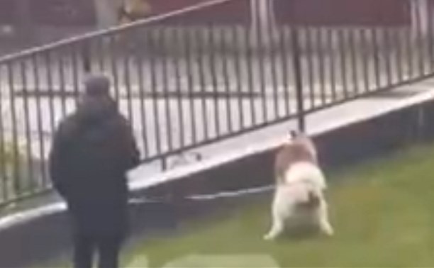 Житель ЖК в Южно-Сахалинске выгуливает собаку на газоне, несмотря на возмущения соседей