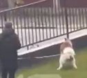 Житель ЖК в Южно-Сахалинске выгуливает собаку на газоне, несмотря на возмущения соседей
