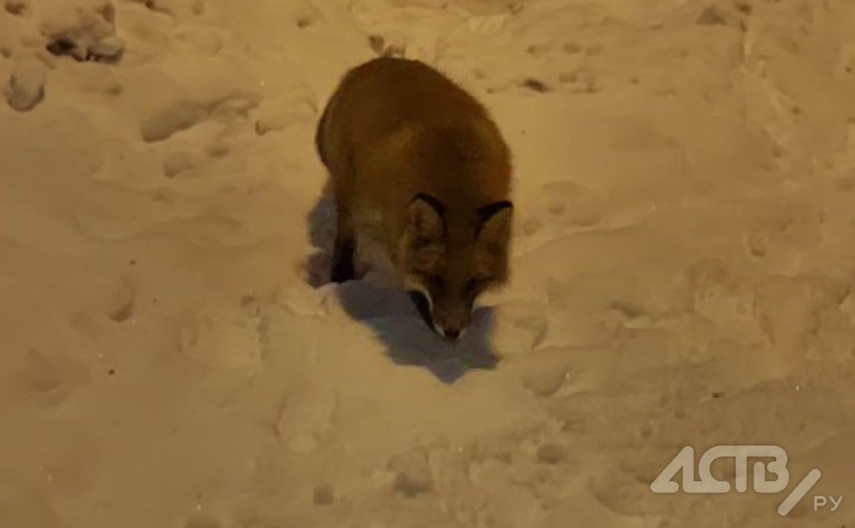 "Ходит как хозяйка": пушистая лисичка продолжает покорять Южно-Сахалинск
