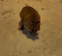 "Ходит как хозяйка": пушистая лисичка продолжает покорять Южно-Сахалинск