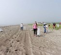 Волонтеры очистили около 2 км анивского побережья в районе Тараная