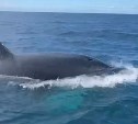 На Сахалине семья косаток вновь устроила шоу для туристов