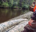 Свыше 100 браконьерских сетей изъяли на Сахалине за неделю