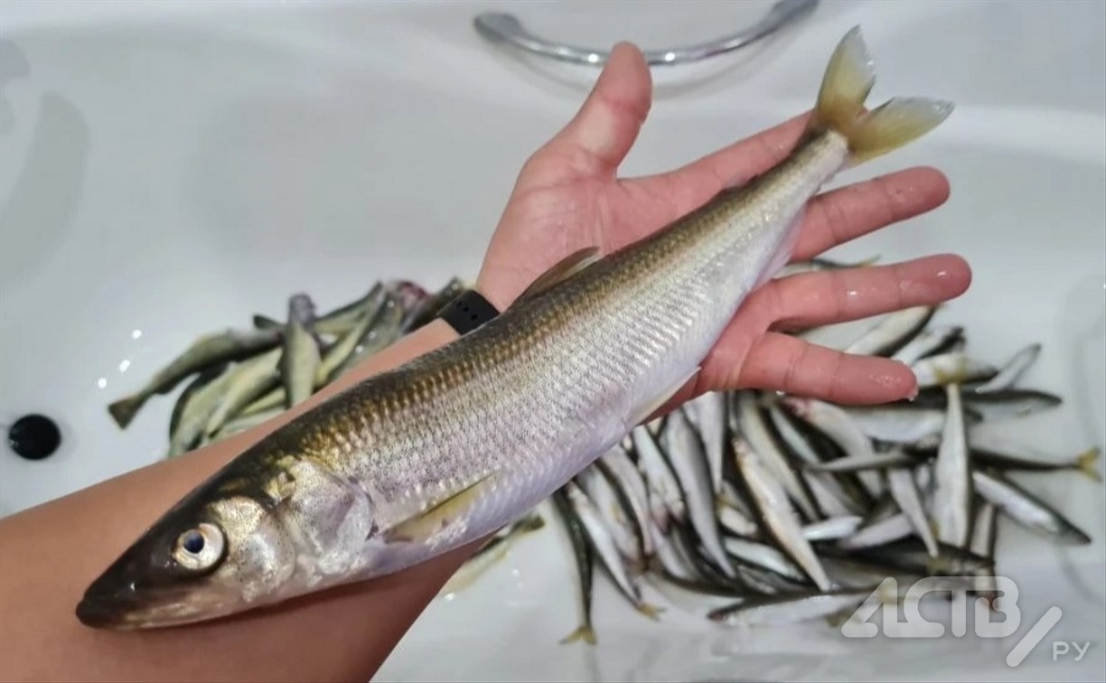 От чего зависит клёв на зимней рыбалке - советы опытного сахалинца-рыбака