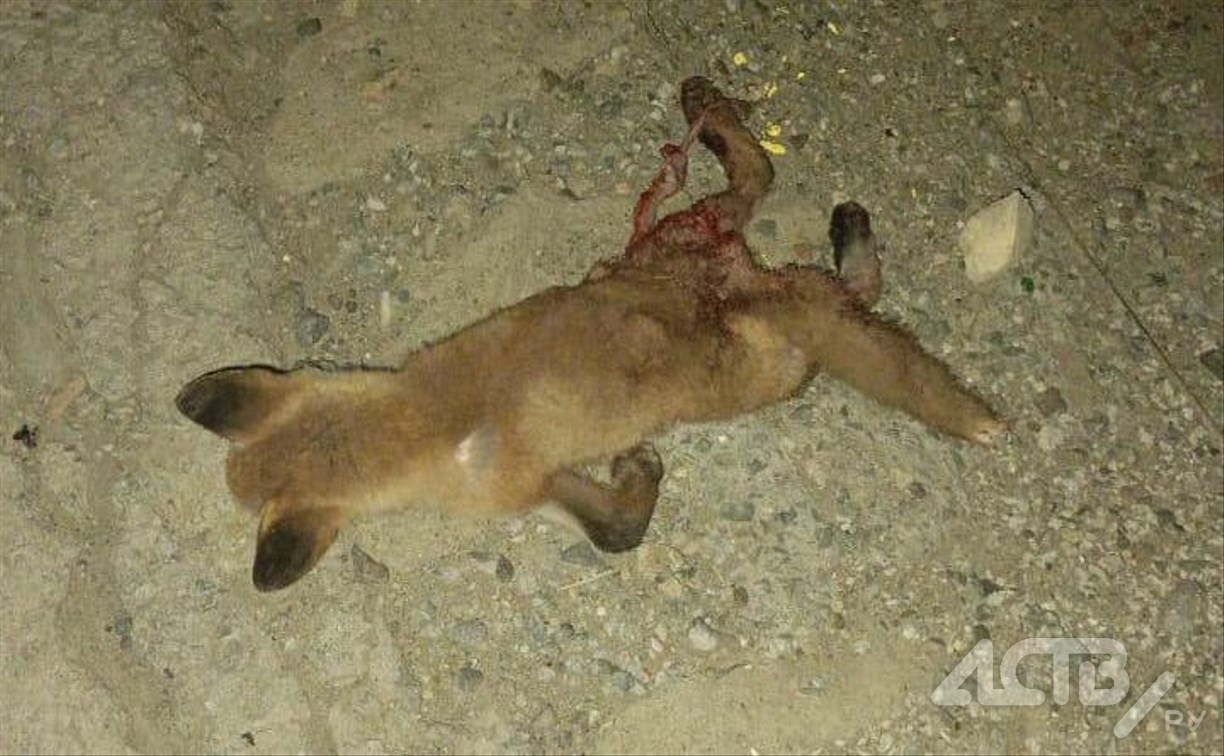 По нему проехали машины: мёртвого лисёнка обнаружили сахалинцы на дороге на Холмском перевале