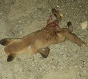 По нему проехали машины: мёртвого лисёнка обнаружили сахалинцы на дороге на Холмском перевале