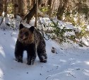 На Курилах рассказывают историю про медведя, которого разбудили военные стрельбы