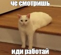 Котики против стресса: мемы с животными спасают психику