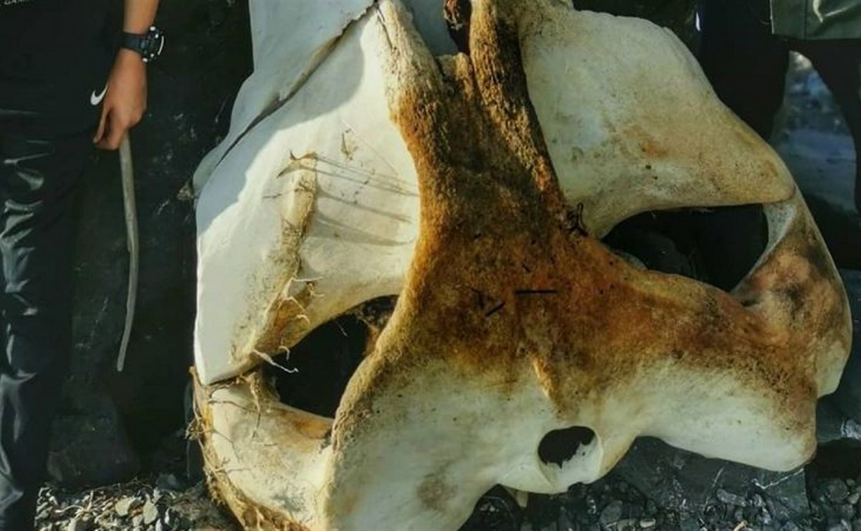 Огромные череп и кости нашли на юге Сахалина