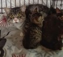 В Южно-Сахалинске ищут дом "папе Коту"
