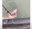 Опасная акула запуталась в сети и умерла на Сахалине