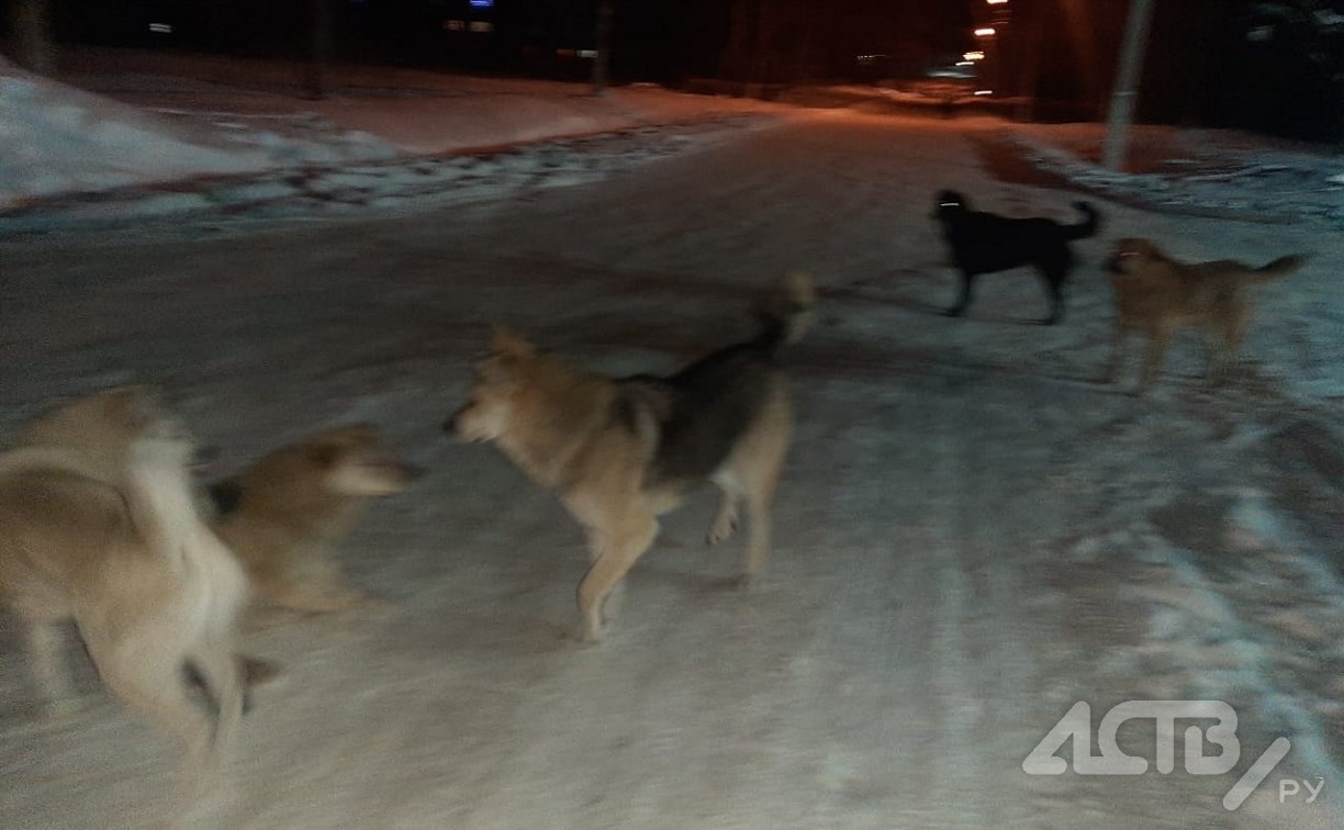 Девять собак отловили в Дачном после жалобы на нападение