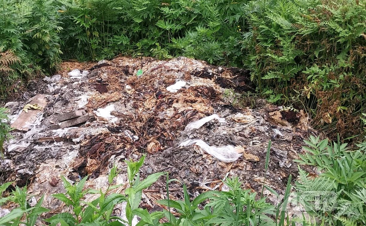 Неизвестные на спецтехнике свозят отходы в сахалинское село "по распоряжению начальника"