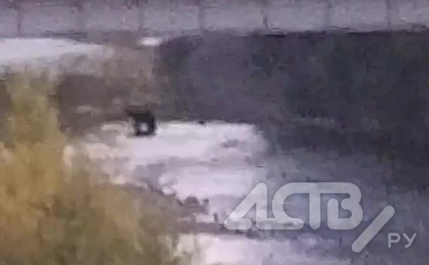 Четыре медведя "помогают" рыбоохране следить за порядком на сахалинской реке