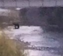 Четыре медведя "помогают" рыбоохране следить за порядком на сахалинской реке