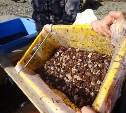 Ученые СахНИРО  и дайверы пытаются спасти популяцию морского гребешка на озере Буссе