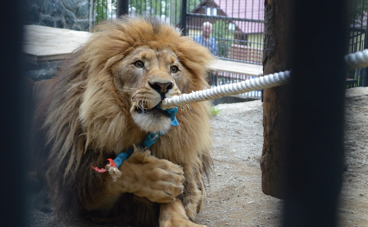 Бодибилдеры сразились со львом в сахалинском зоопарке