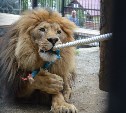 Бодибилдеры сразились со львом в сахалинском зоопарке