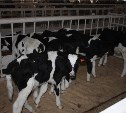 Почти 13 литров молока дают сахалинские коровы каждый день