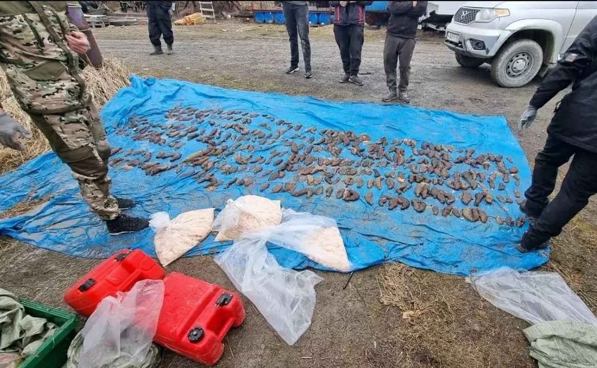 На Сахалине задержали браконьеров, добывающих трепанг 