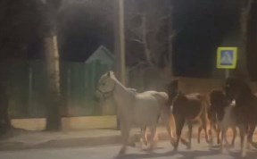 Общество