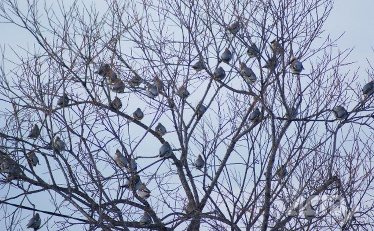 "Первый раз вижу": почти 50 птиц облепили дерево в Александровске-Сахалинском