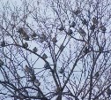 "Первый раз вижу": почти 50 птиц облепили дерево в Александровске-Сахалинском