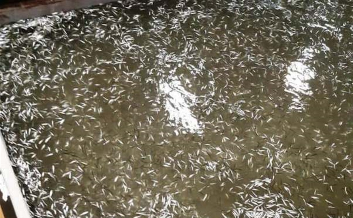На рыбоводном заводе в селе Чехов неизвестные отравили хлоркой около 5 млн мальков