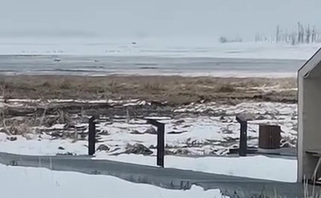 "Смотри, как несётся": медведь вышел к термальным источникам на севере Сахалина