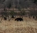 Четыре медведя вышли к федеральной трассе на Сахалине
