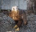 В Сахалинском зоопарке выселили орланов