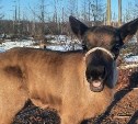 В Ногликском районе бэби-бум среди оленей