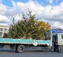 Четыре метра пушистой хвои: крупномерные ели из Казани высадили на улицах Южно-Сахалинска 