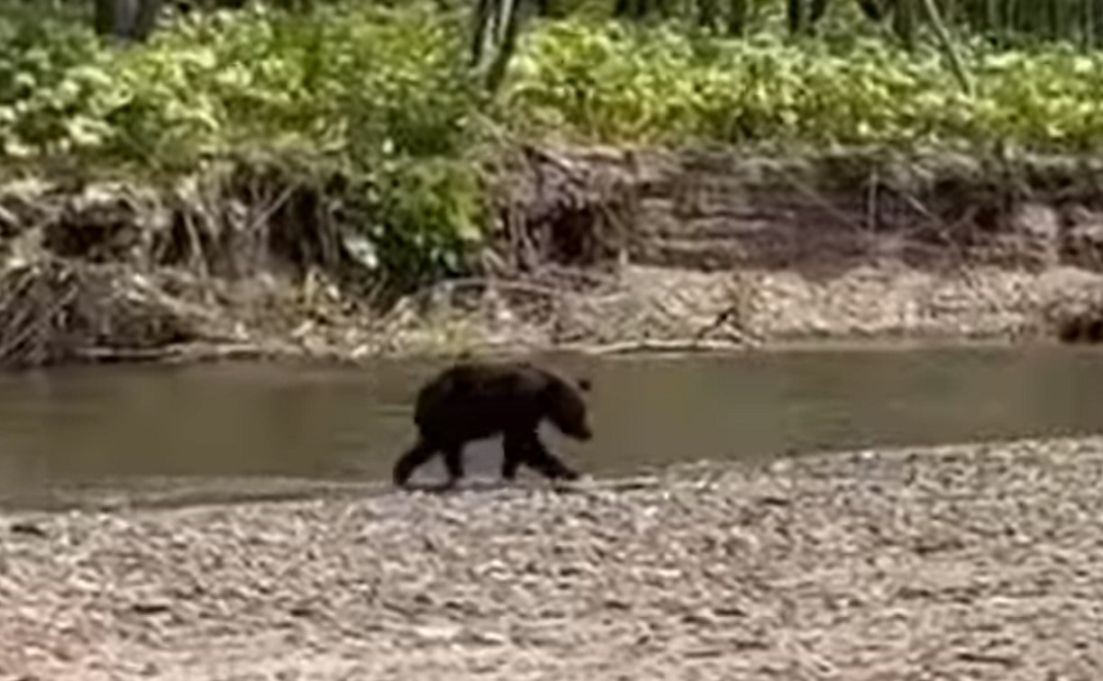  Соцсети: медведь на Сахалине стащил мешок симы из-под носа у рыбаков