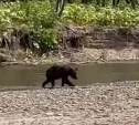  Соцсети: медведь на Сахалине стащил мешок симы из-под носа у рыбаков