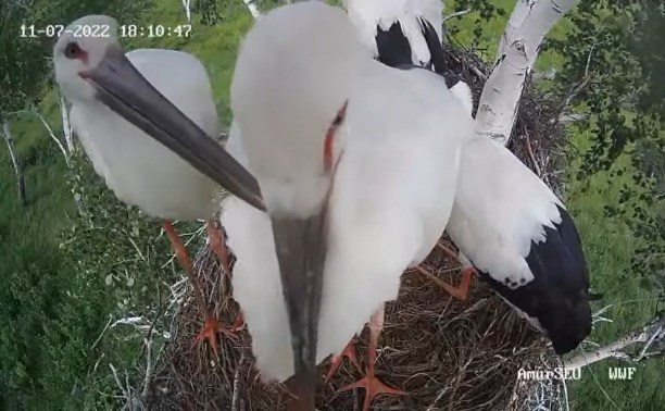 Чихающий аистёнок попал на видео в Амурской области