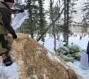 По принципу слоеного пирога: южное лесное хозяйство подготовило снежники для 160 тысяч елочек