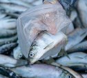 В Южно-Сахалинске продолжается реализация проекта "Доступная рыба"