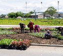 Тысячи цветов украсят транспортно-пересадочный узел "Нова" в Ново-Александровске