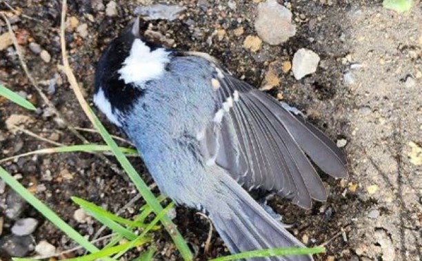 "Начали прямо падать": в Углегорске обнаружили мёртвых птиц