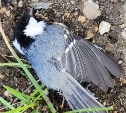 "Начали прямо падать": в Углегорске обнаружили мёртвых птиц