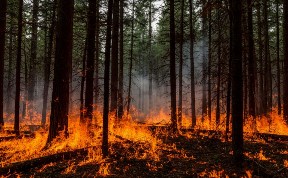 Общество