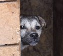Дополнительное помещение для передержки бездомных животных появится в Южно-Сахалинске