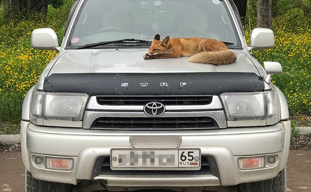 В Южно-Сахалинске лиса решила отдохнуть прямо на капоте внедорожника