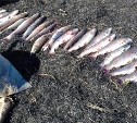 Браконьеров с уловом краснокнижной рыбы задержали на Сахалине 